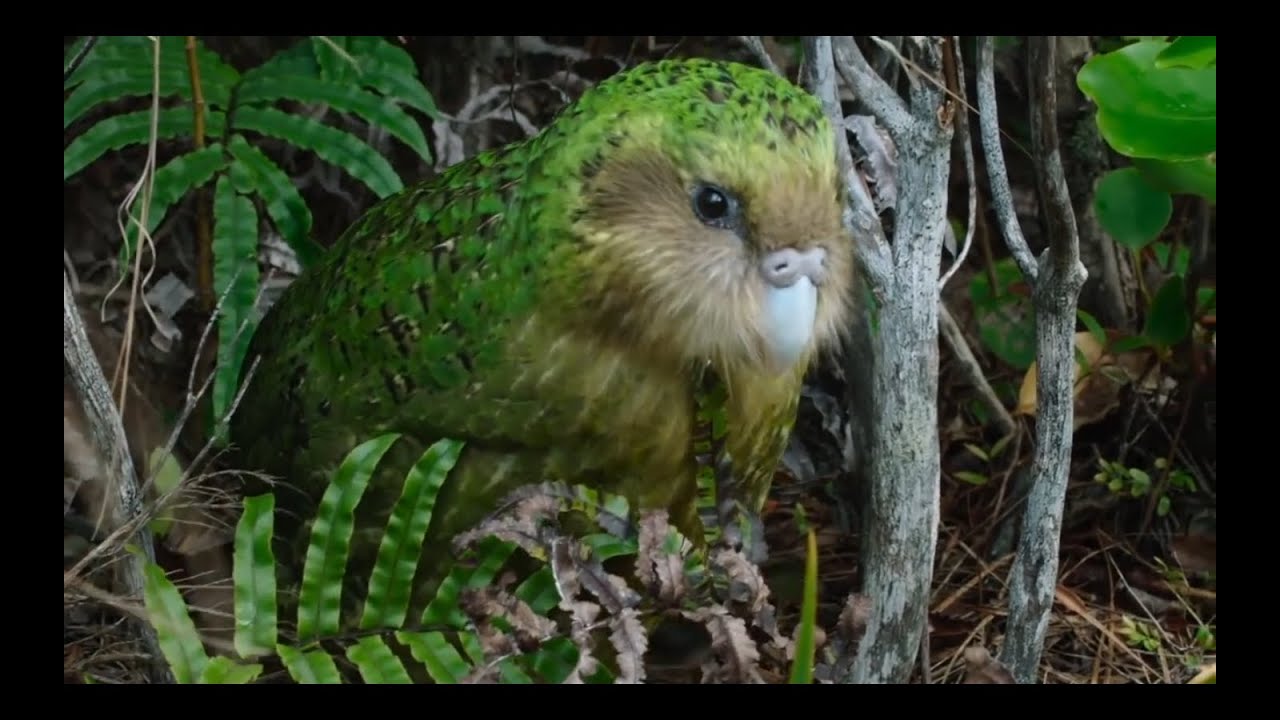 Kakapo Parrot