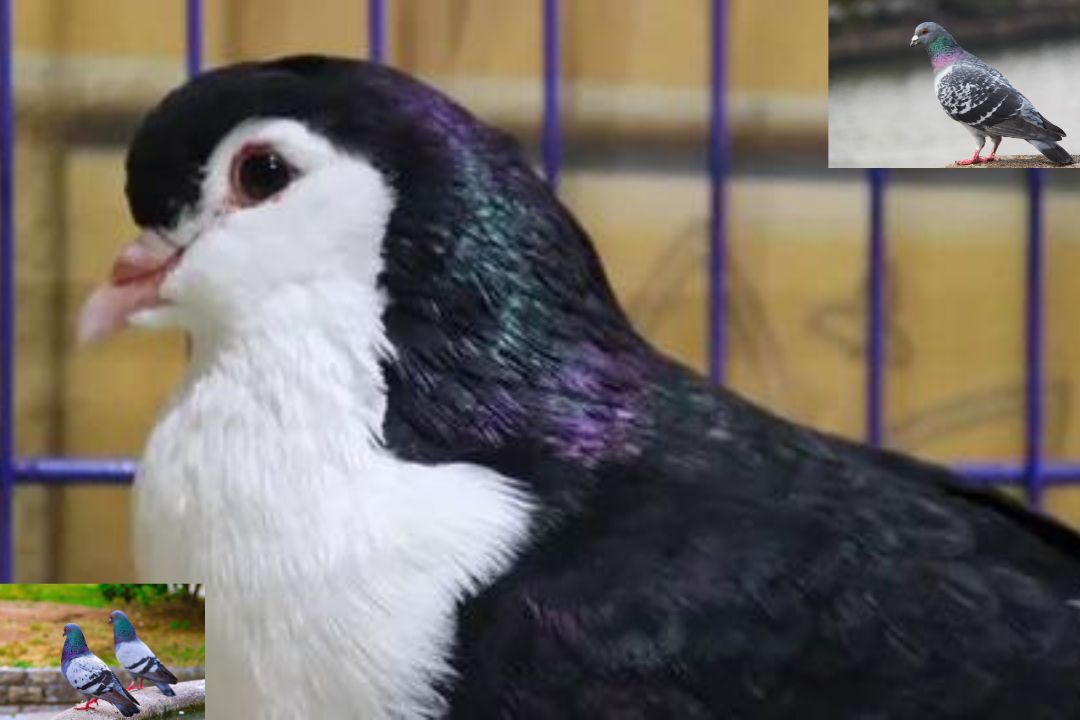 Lahore Pigeon