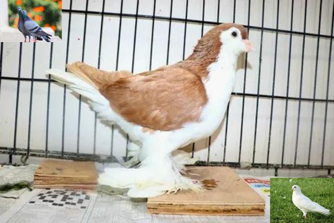 Lahore Pigeon