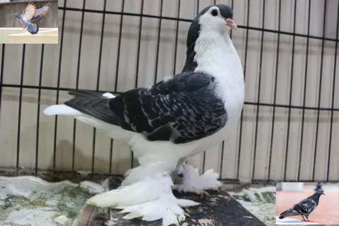 Lahore Pigeon