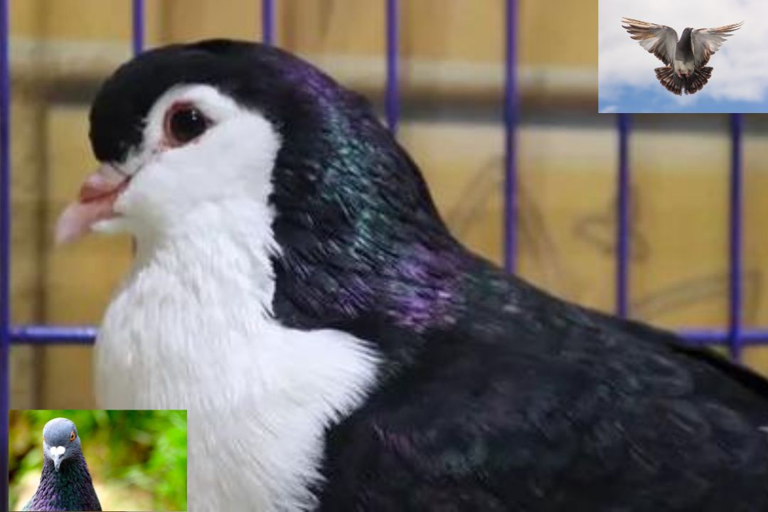 Lahore Pigeon