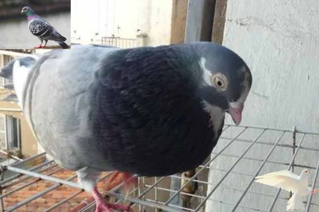 Pouter Pigeon