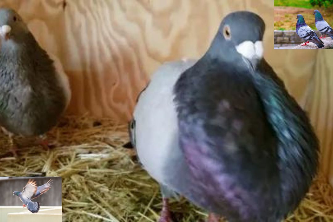 Pouter Pigeon