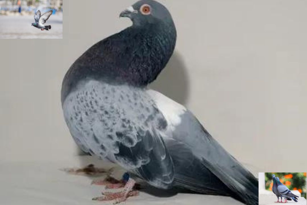 Pouter Pigeon