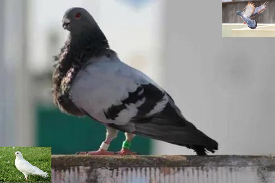 Pouter Pigeon