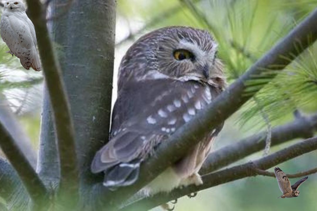 Boreal Owl