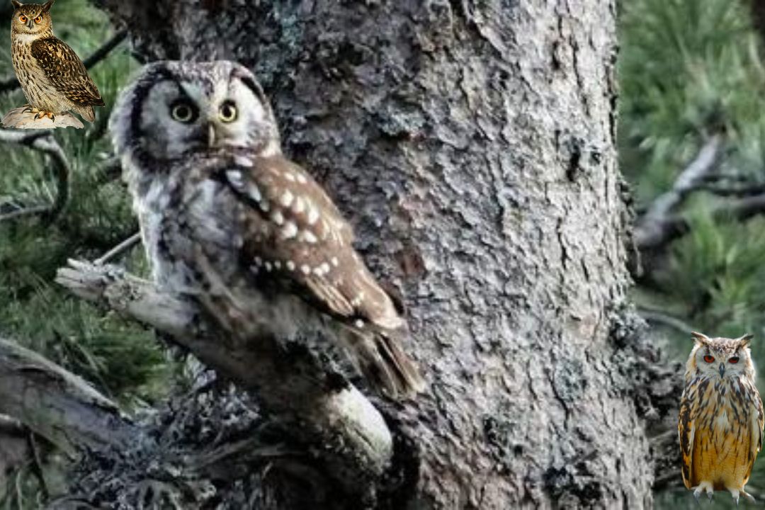 Boreal Owl