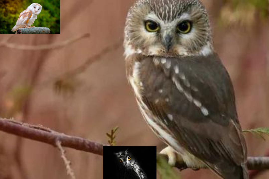 Boreal Owl