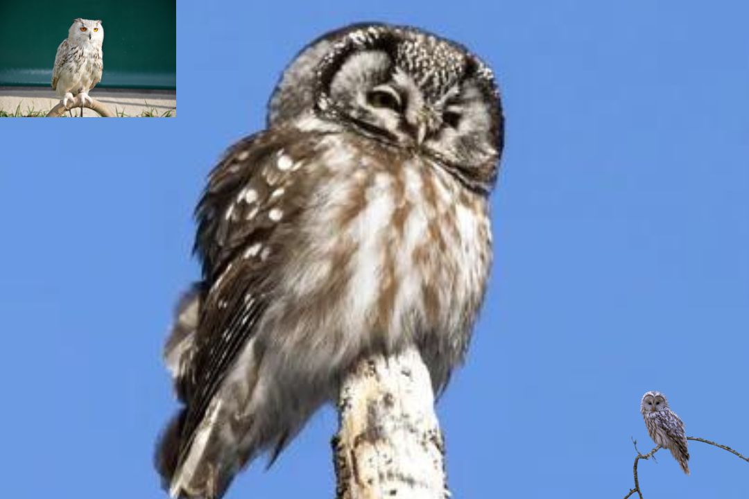 Boreal Owl