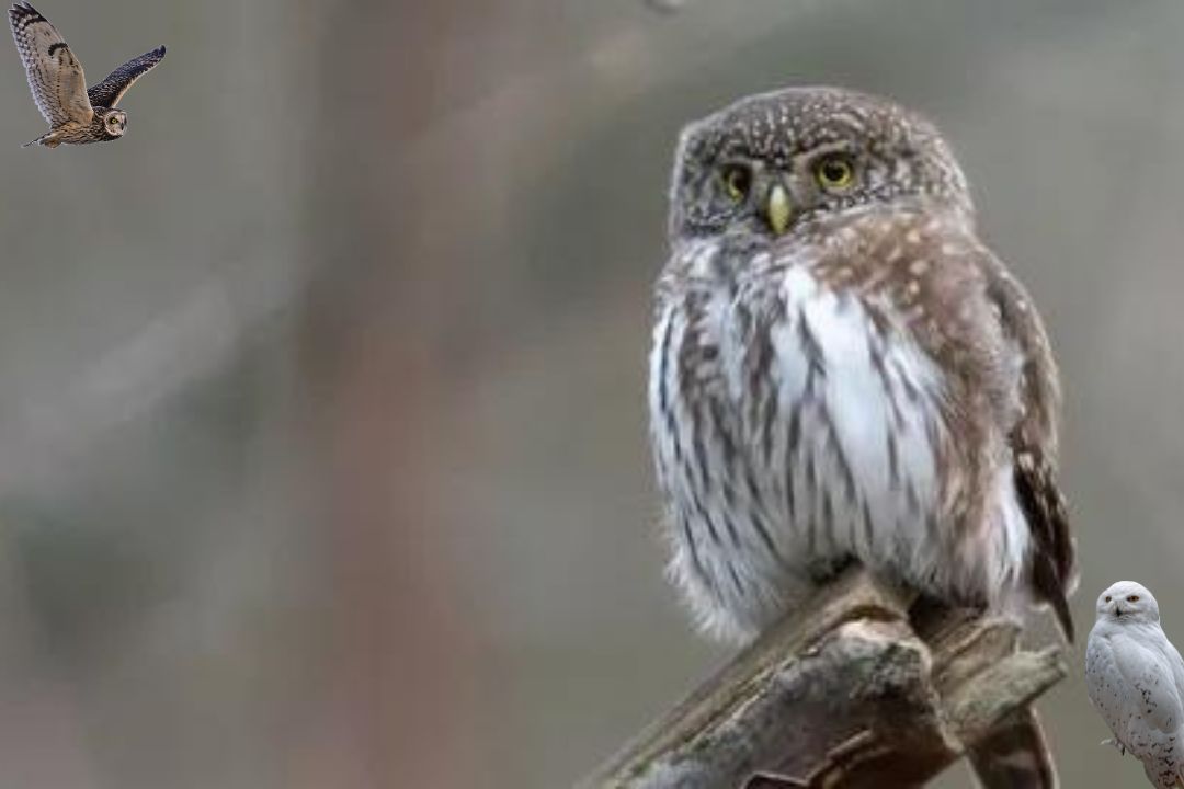 Elf Owl