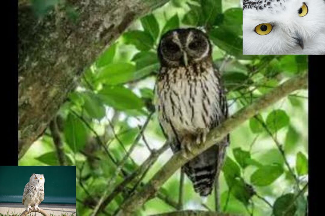 Elf Owl