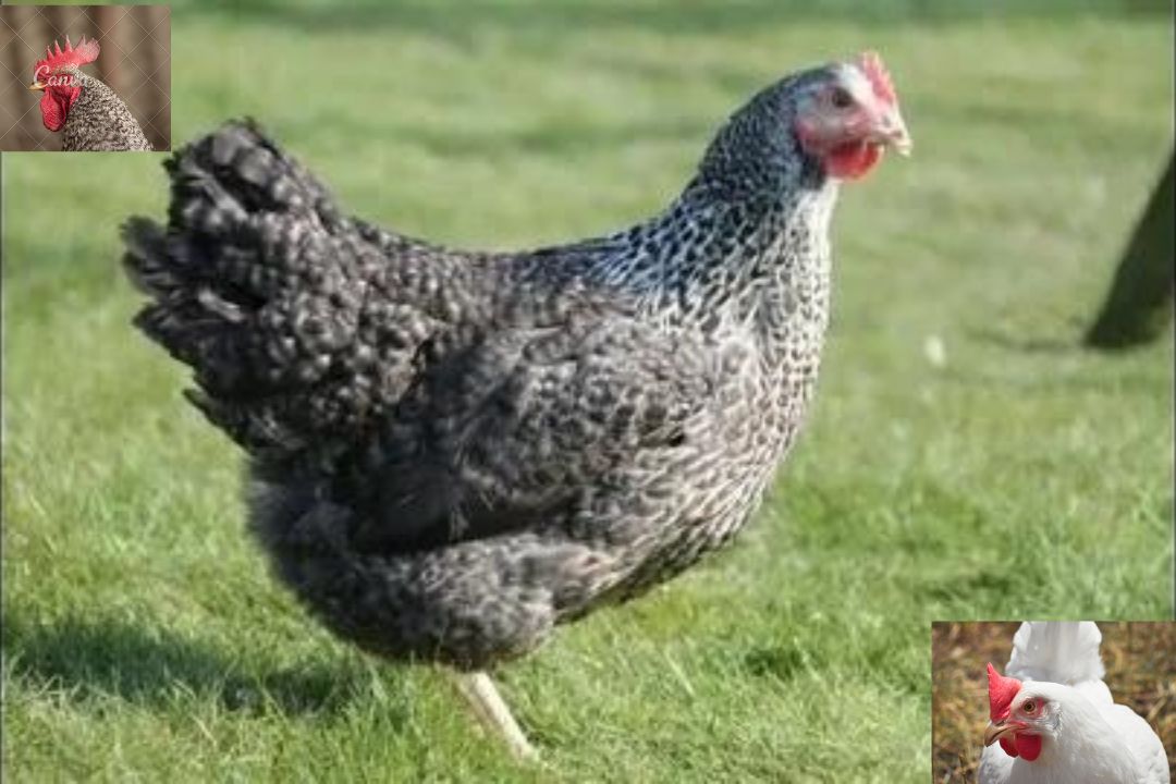 Amrock Chicken