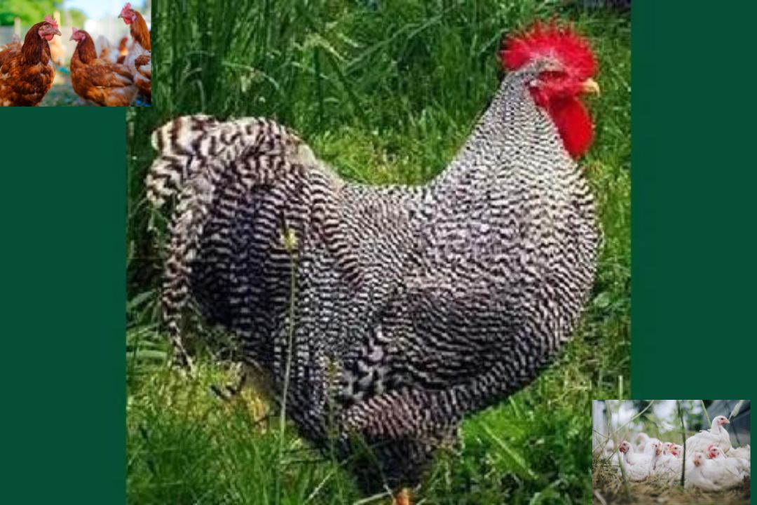 Amrock Chicken