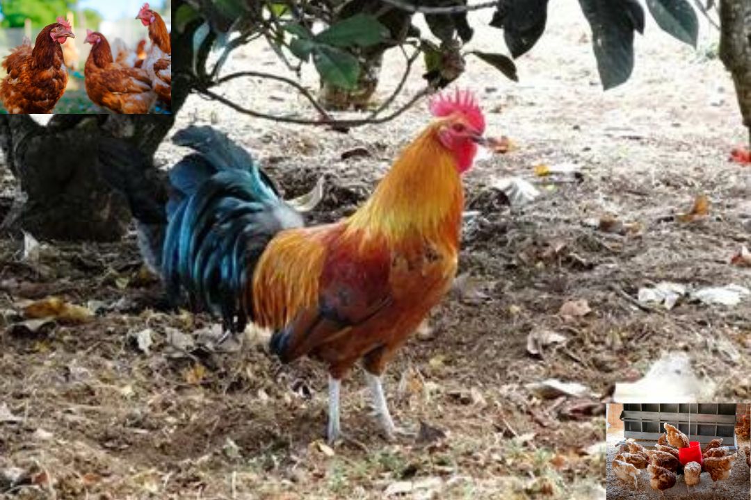 Feral chicken