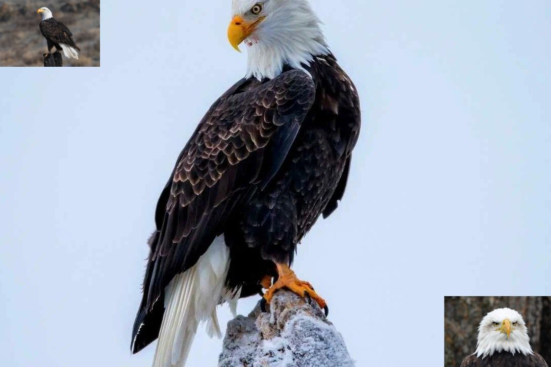 Bald Eagle