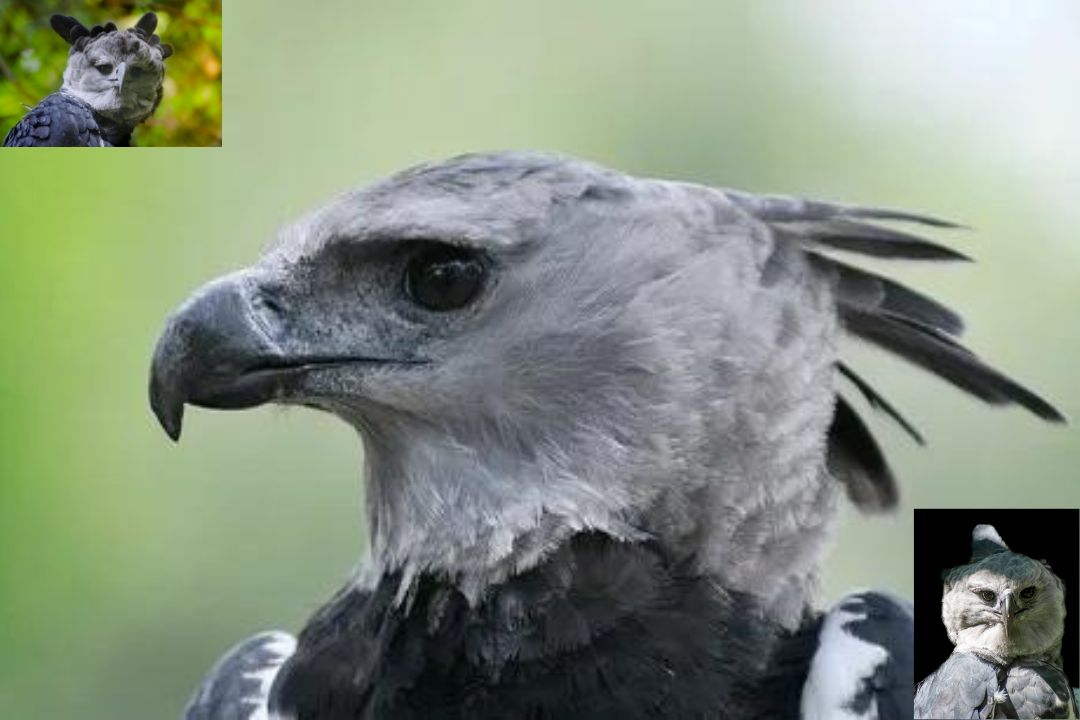 Harpy Eagle