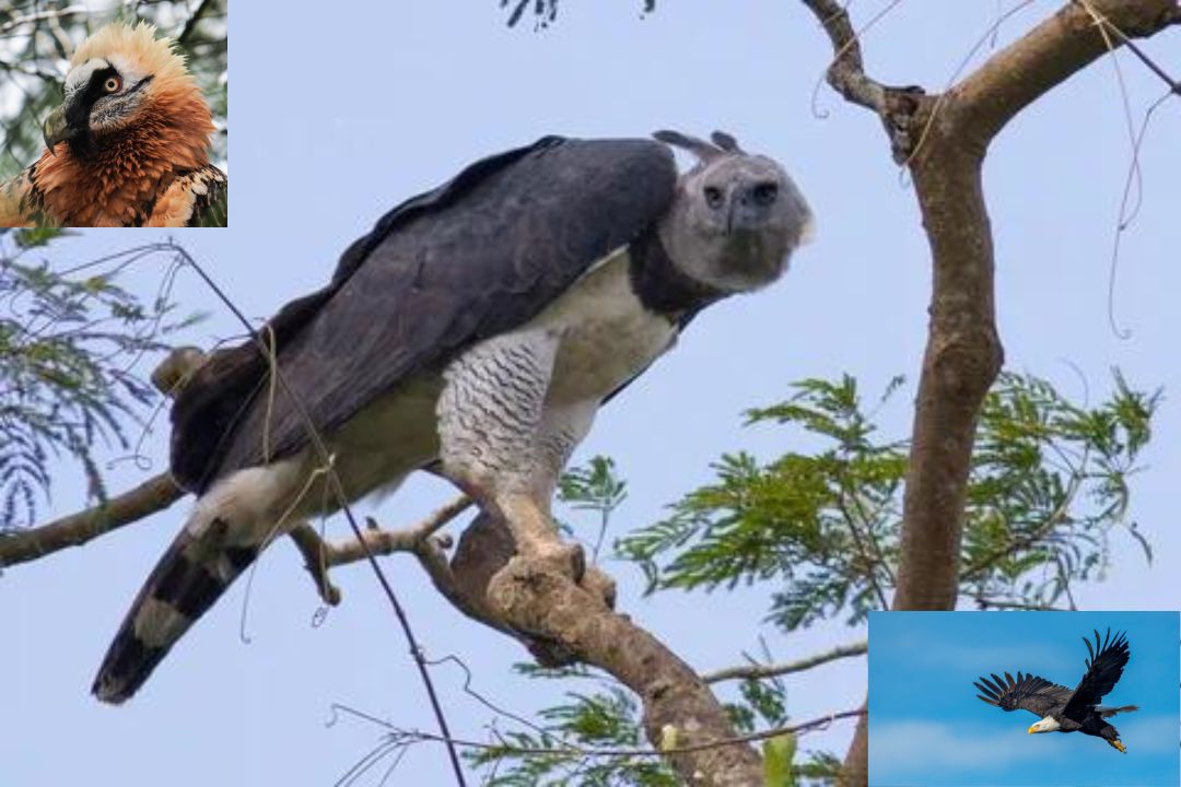 Harpy Eagle