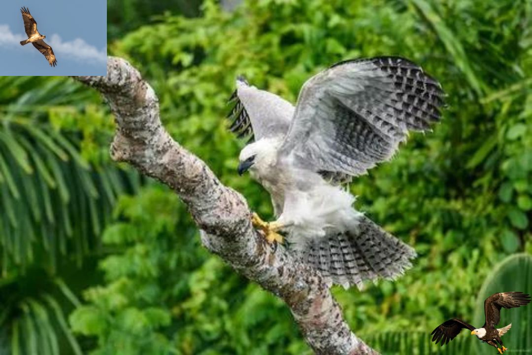 Harpy Eagle