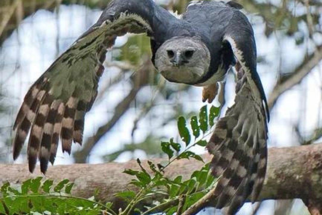 Harpy Eagle