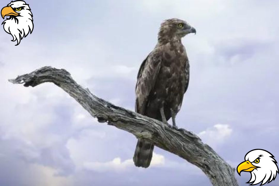 Snake Eagle