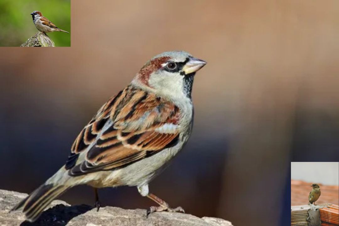 Cope sparrow