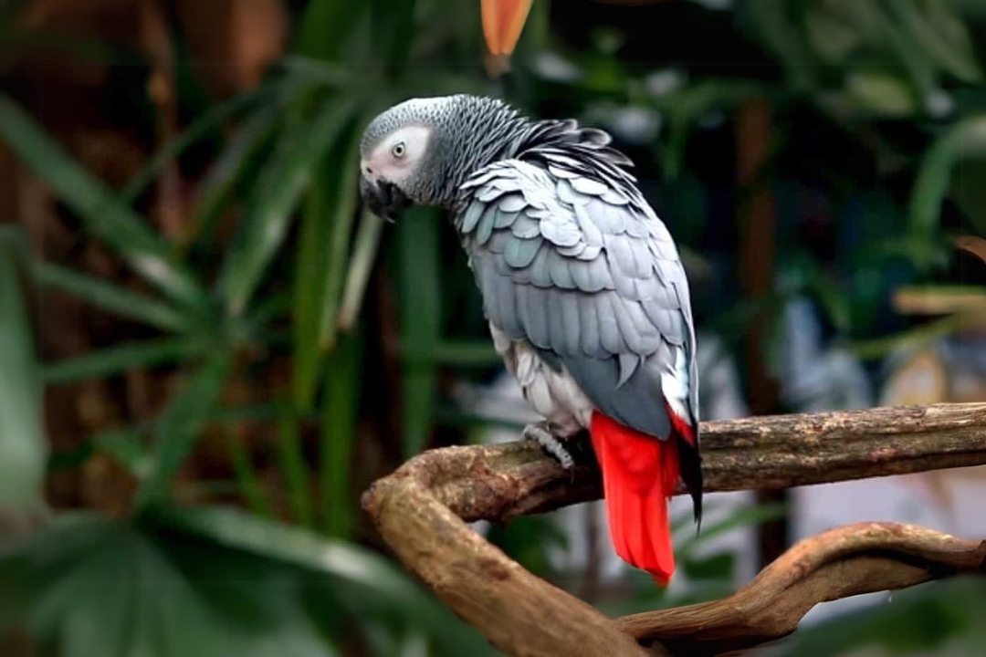 The African Gray Parrot