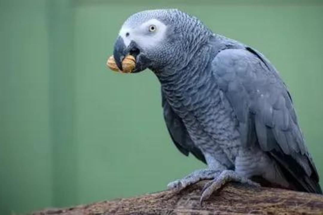 The African Gray Parrot