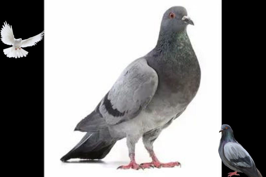 Pigeons