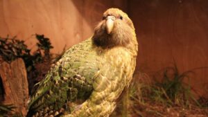 Kakapo Parrot