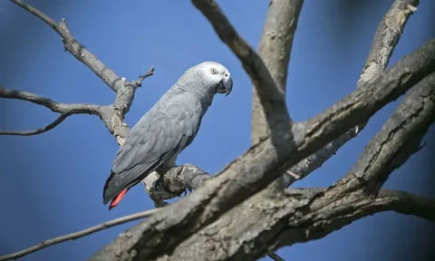 The African Gray Parrot