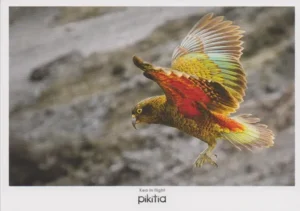 The New Zealand Parrot