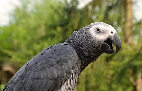 The African Gray Parrot