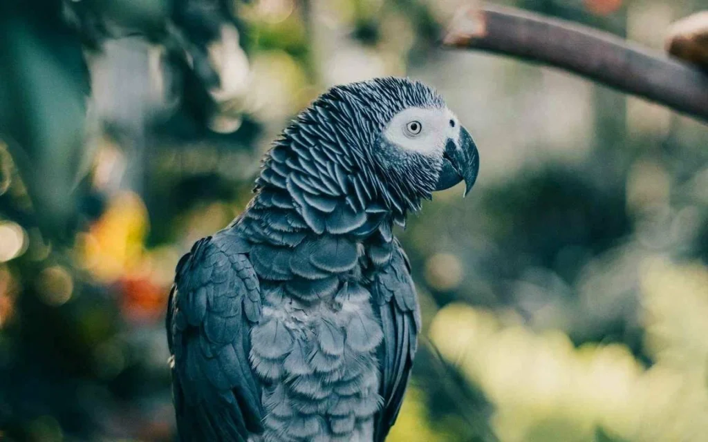 The African Gray Parrot