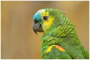 The New Zealand Parrot