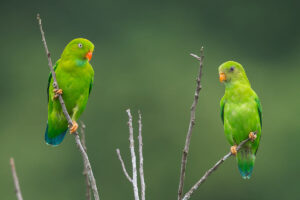 True Parrots