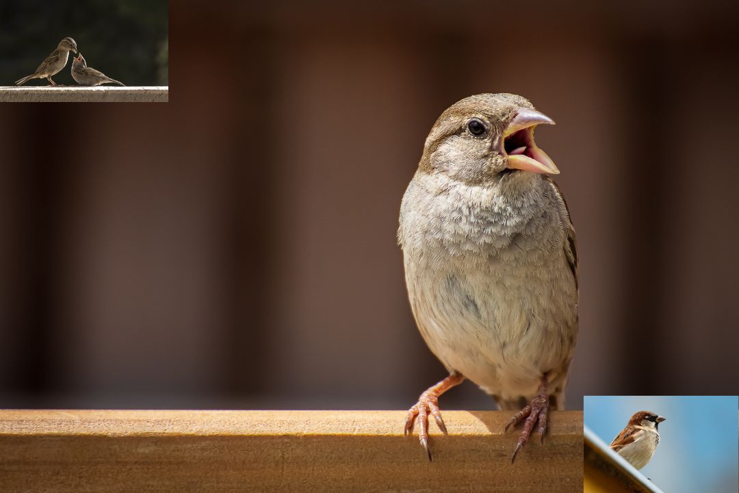 Cope sparrow